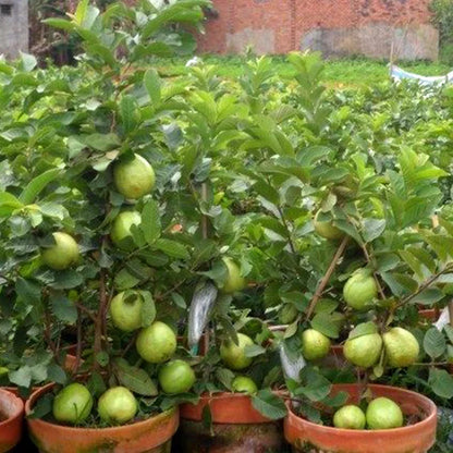Hybrid Baraipur Guava Fruit  Plant - Naturemart.in