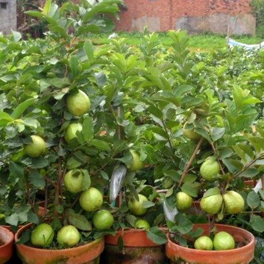 Hybrid Baraipur Guava Fruit  Plant - Naturemart.in