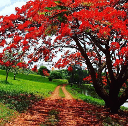 Gulmohar Flowering Tree For Gardening - Naturemart.in