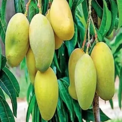 Dasheri Mango Fruit  Plant (Grafted) - Naturemart.in