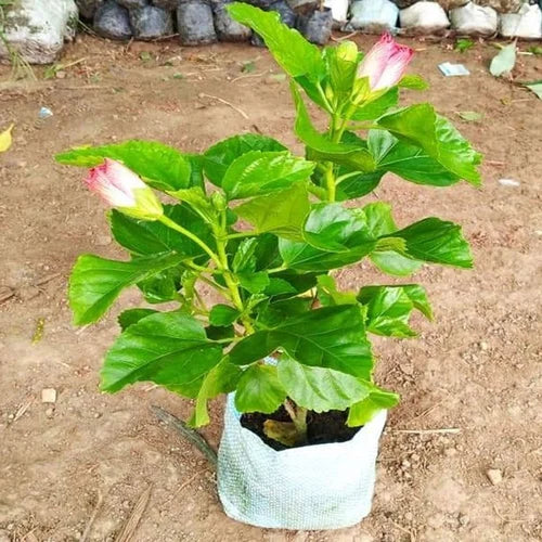 Austrelian Hibiscus Plant For Home Gardening - Naturemart.in