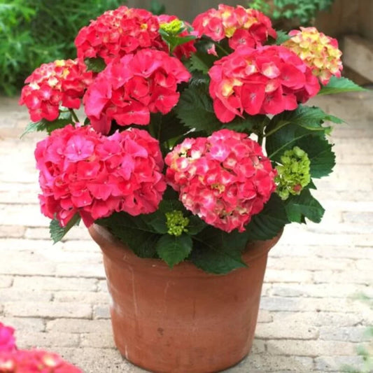 Hybrid Hydrangea Plant For Gardening - Naturemart.in
