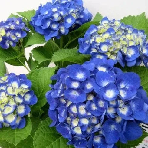 Hybrid Hydrangea Plant For Gardening - Naturemart.in