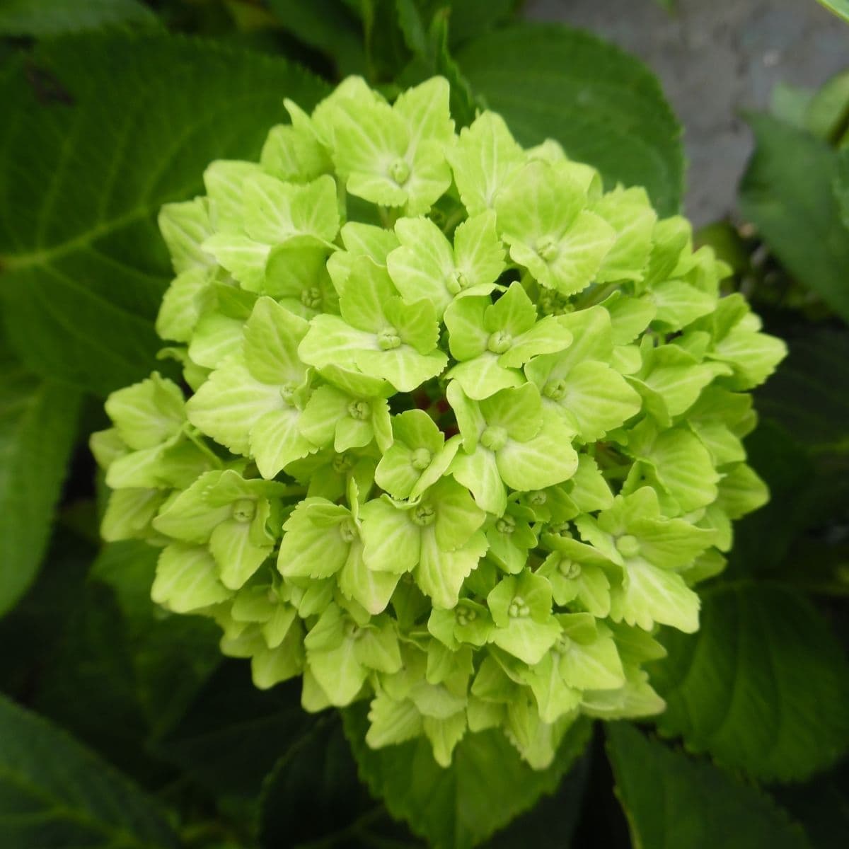 Hybrid Hydrengea Flowers Plant-Green - Naturemart.in