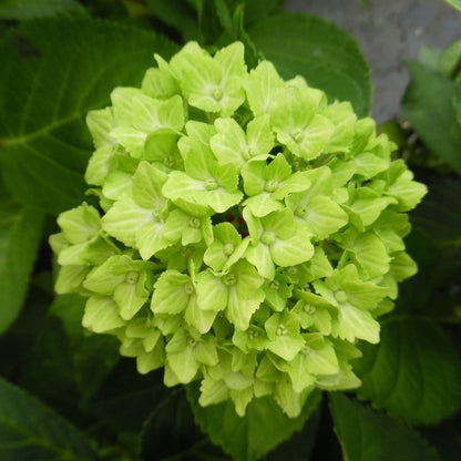 Hybrid Hydrengea Flowers Plant-Green - Naturemart.in