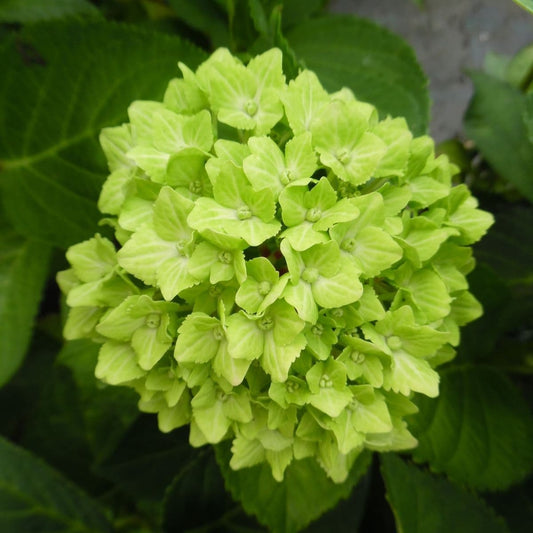 Hybrid Hydrengea Flowers Plant-Green - Naturemart.in