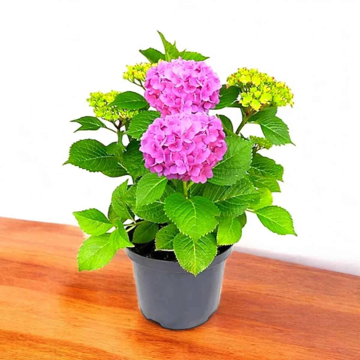 Hydrengea flower plant