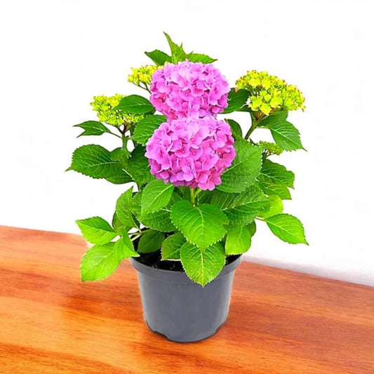 Hydrengea flower plant