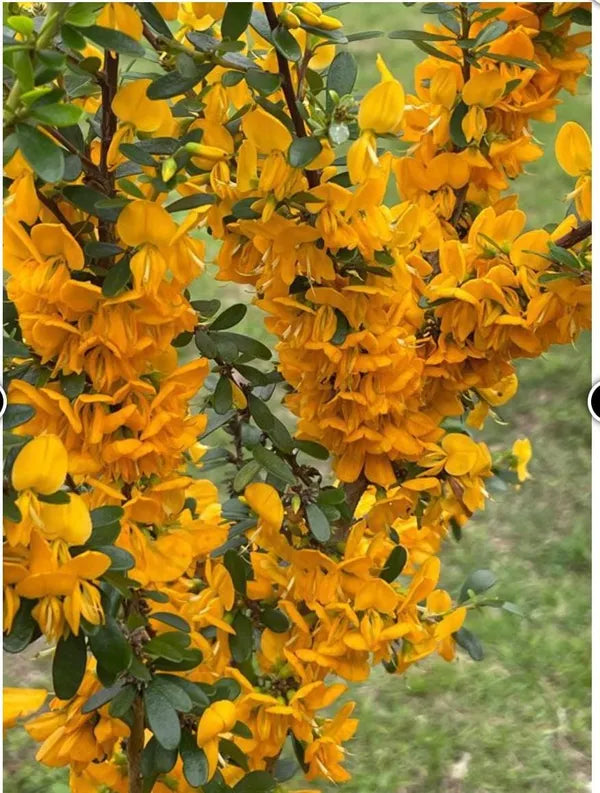 Yellow Bluebell Bonsai - Naturemart.in