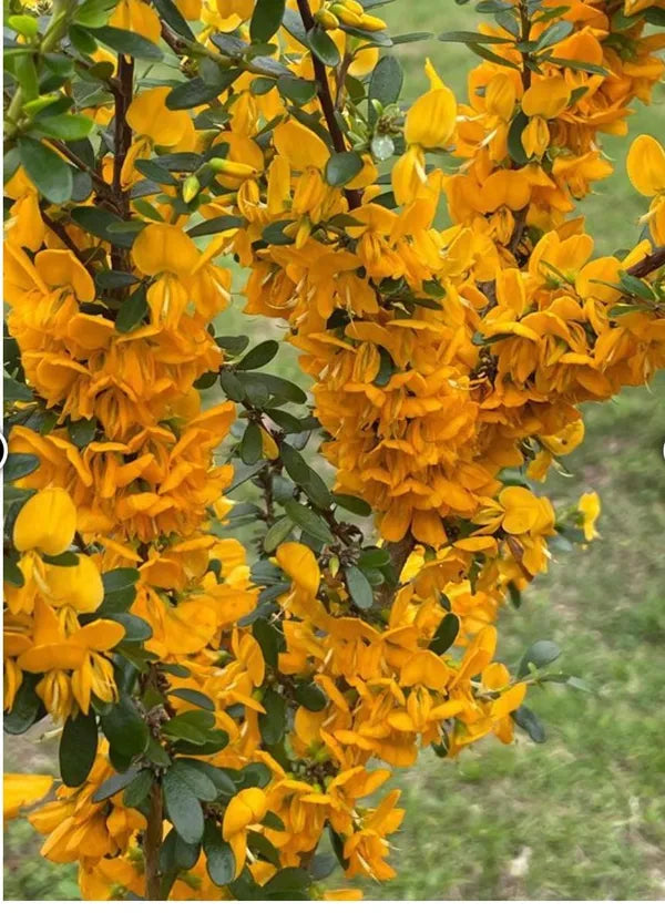 Yellow Bluebell Bonsai - Naturemart.in