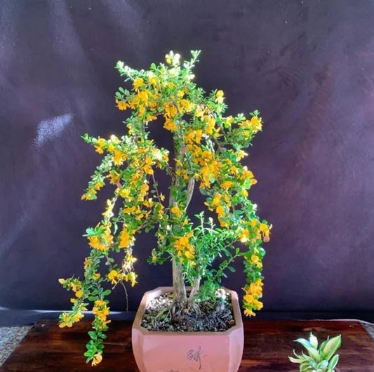 Yellow Bluebell Bonsai - Naturemart.in