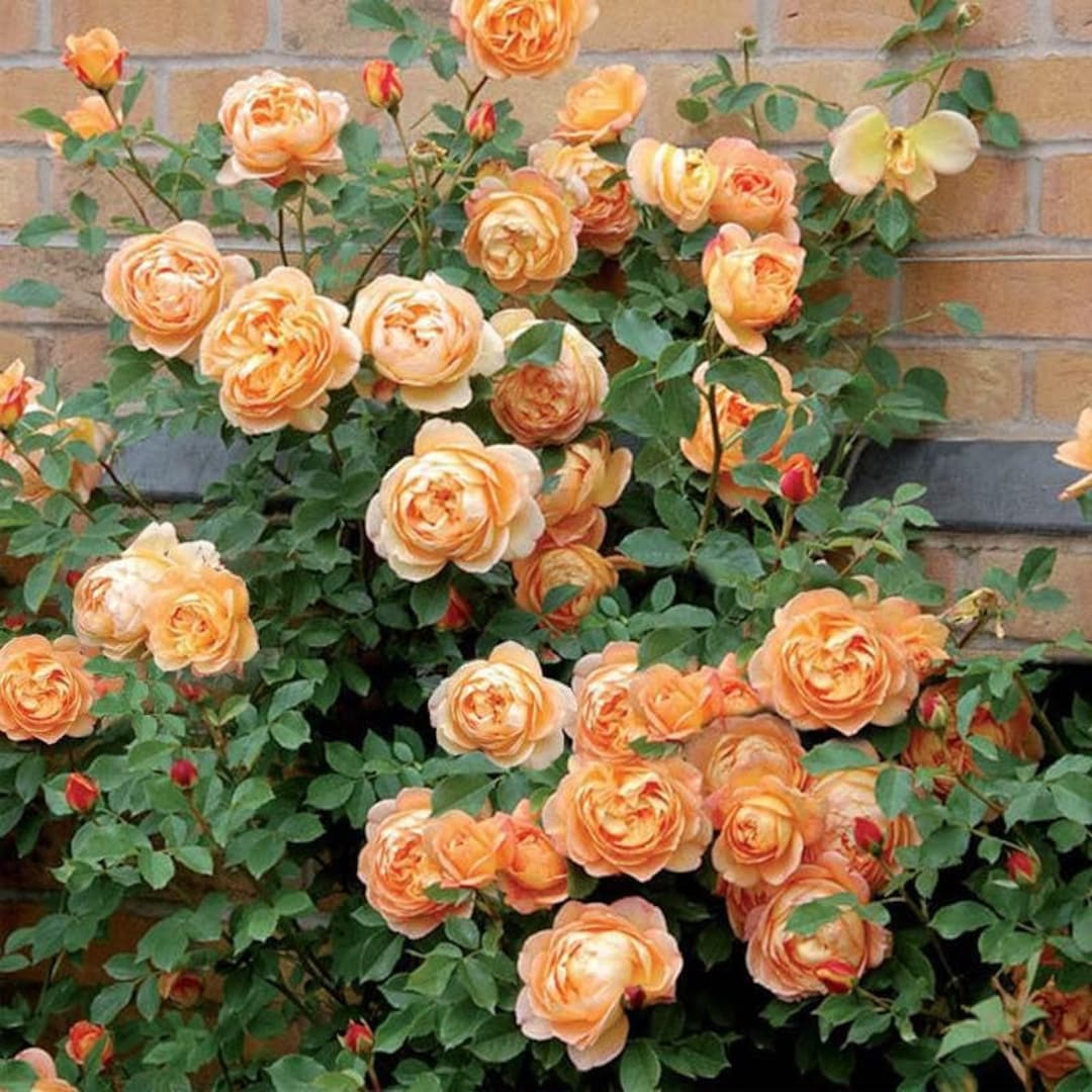 Climbing Rose Flower Plants (ORANGE) - Naturemart.in