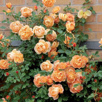 Climbing Rose Flower Plants (ORANGE) - Naturemart.in