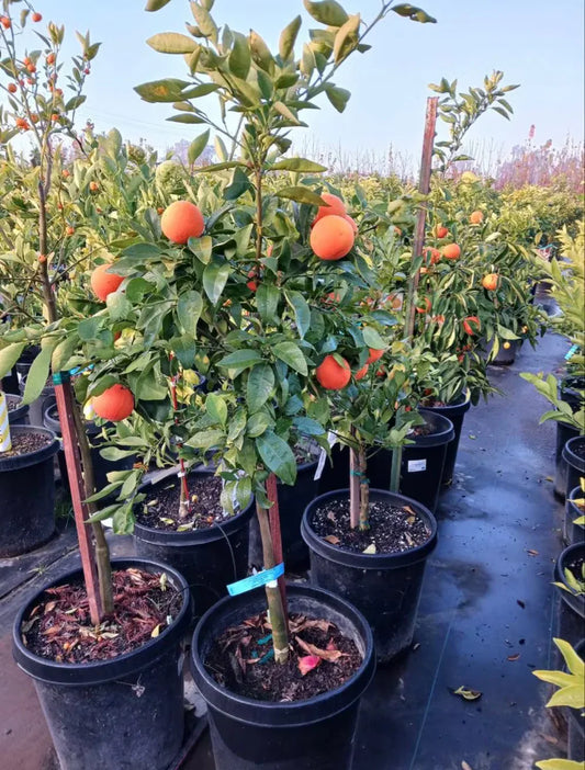 Red Malta Orange Plant (Grafted) - Naturemart.in