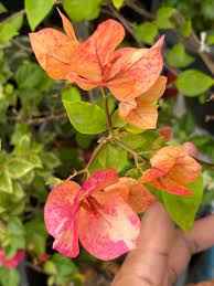 Orange September Bougainvillea flower plant