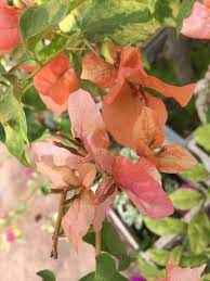 Orange September Bougainvillea flower plant