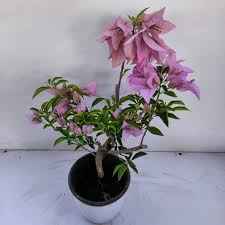 Silhouette Bougainvillea flower plant