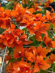 King Orange Bougainvillea flower plant