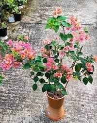 Watermelon Kiss Bougainvillea flower plant
