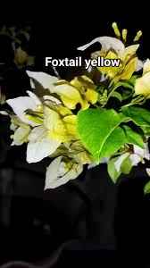 Foxtail Yellow Bougainvillea flower plant