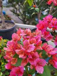 Vietnam Mix Bougainvillea flower plant