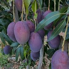 Black Stone Mango Plant-Grafted - Naturemart.in