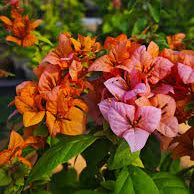 Mahathir pink bougainvillea flower plant
