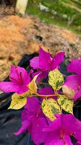 Thamlong Beauty Bougainvillea Flower Plant