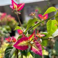 Wajid Red Bougainvillea Flower Plant For Gardening