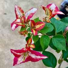 Wajid Red Bougainvillea Flower Plant For Gardening