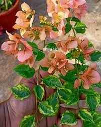 Taiwan Girl Bougainvillea Flower Plant For Gardening