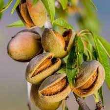 Green Almond Fruit Plant For Gardening