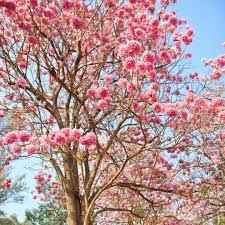 Tabebuia Rosea (Rosy Trumpet Tree)