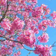 Tabebuia Rosea (Rosy Trumpet Tree)
