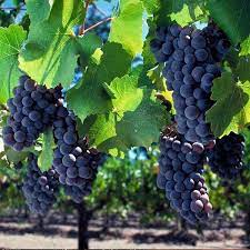 Exotic Black Grapes Fruit Plants - Naturemart.in