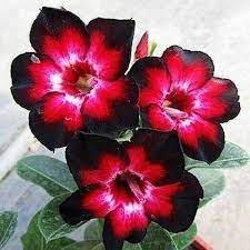 Rose Variety Adenum Flower Plant For Home Garden - Naturemart.in