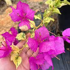 Thamlong Beauty Bougainvillea Flower Plant