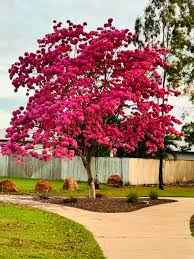 Tabebuia Rosea (Rosy Trumpet Tree)