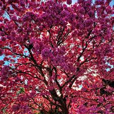 Tabebuia Rosea (Rosy Trumpet Tree)