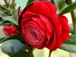 Camelia Flowers Plant For Gardening - Naturemart.in
