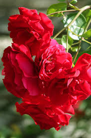 Climbing Rose Flower Plants (Red) - Naturemart.in
