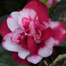 Hybrid Camelia Flowers Plant New - Naturemart.in