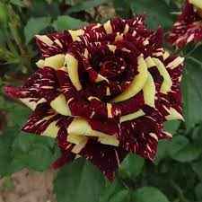 Hybrid Tiger rose plant for gardening