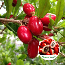 Miracle Fruit plants - Naturemart.in