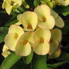 Hybrid Euphorbia Flowers Plant (Yellow) - Naturemart.in