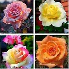 Pack of 4 colour hybrid rose plant