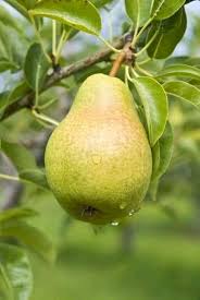 Nashpati ( pear ) Fruit Plant Grafted - Naturemart.in