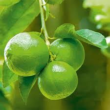 Table Lemon Fruit Plant - Naturemart.in
