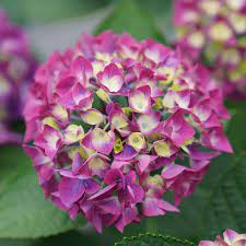Hybrid Hydreangea Plant For Gardening - Naturemart.in
