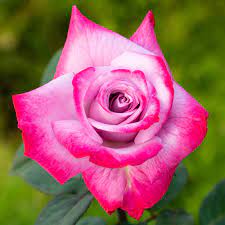 Hybrid Rose  Grafted Plant For Gardening - Naturemart.in